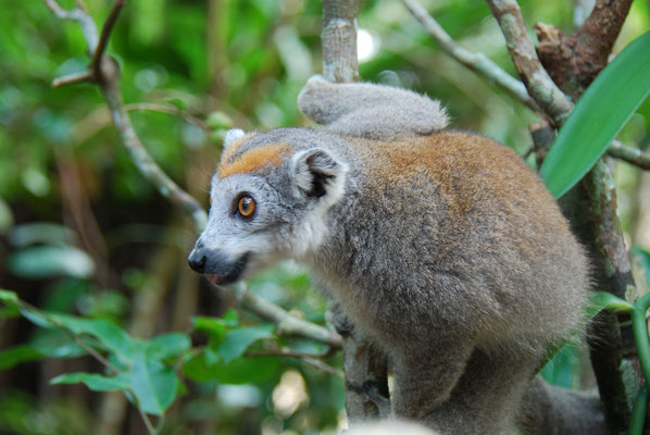 Madagaskar, Akanin ny Nofy, Besuch des Reservates Palmarium,  Kronenmaki