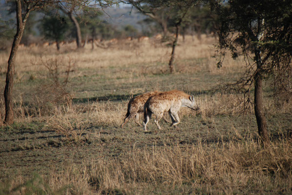 Serengeti Nationalpark, Tüpfelhyänen