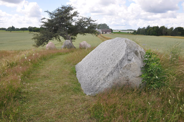 Dänemark, Insel Mon, Gronsaöen, (Grüne Jägerhügel)