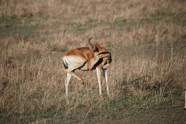 Serengeti Nationalpark, Kongoni oder echte Kuhantilope