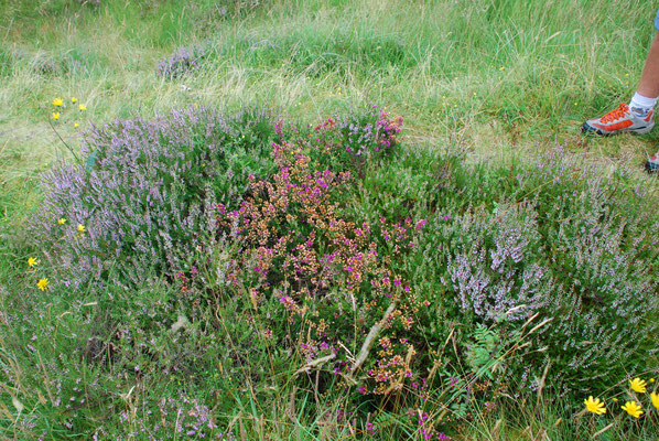 Schottland, Rannoch Moor, größtes Hochmoor Großbritanniens