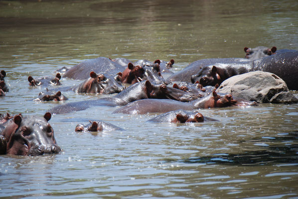Serengeti Nationalpark, Flusspferde