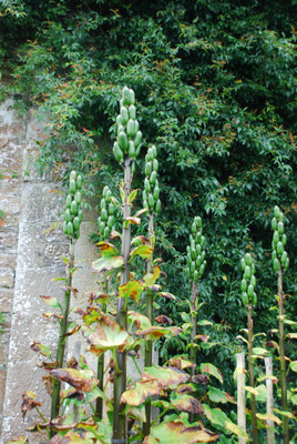 Schottland,  Dunrobin Castle, Herzöge von Sutherland