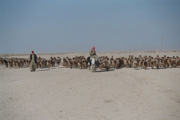 Syrien, Wüste, Beduinen mit Schafherde