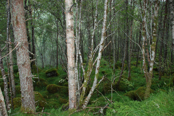 Schottland, Wanderung im Glen Affric, Loch Ness