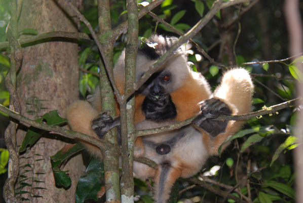 Madagaskar, Andasibe Nationalpark, Diademsifakas