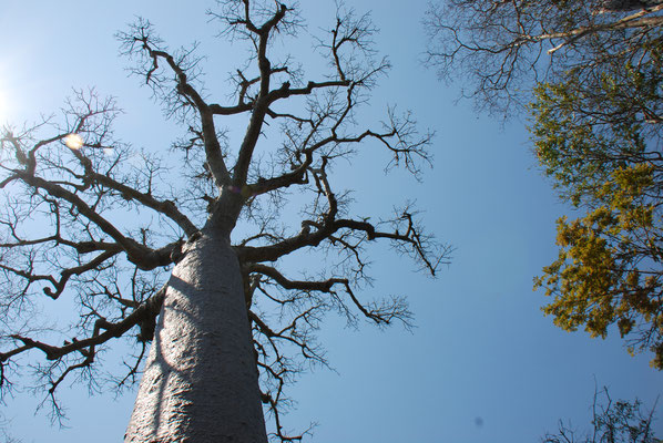 Madagaskar, Zumbize Nationalpark,  Baobab oder afrikanischer Affenbrotbau Adansonia digitata