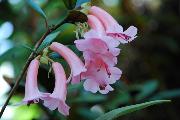 Schottland, Edinburgh, Botanischer Garten