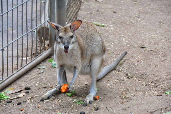 Featherdale Tierpark , Bergkängurus