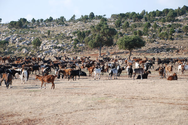 Griechenland: Treffen mit einer Ziegenherde