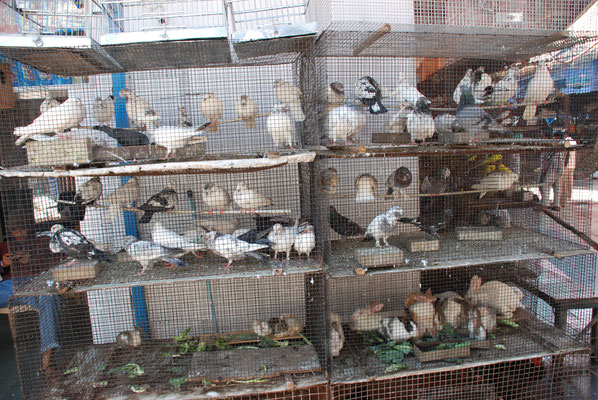 Indien, Mumbai (Bombay), Vogelmarkt 
