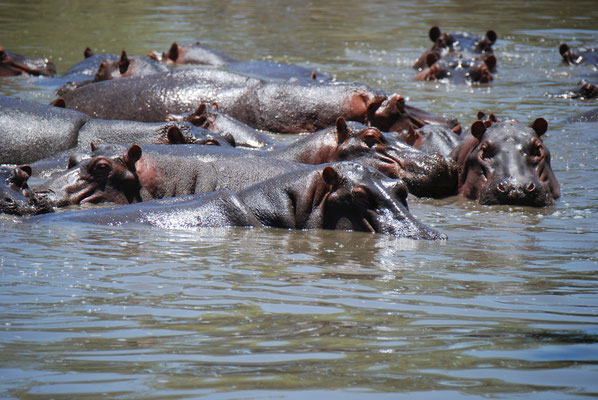 Serengeti Nationalpark, Flusspferde