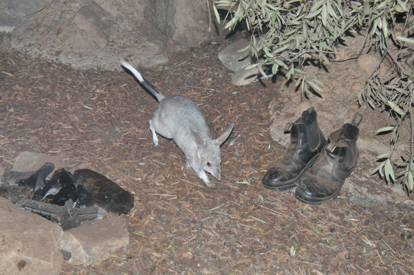 Featherdale Tierpark, Kaninchenbeutler oder Bilby