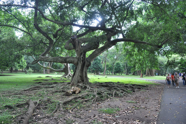 Sri Lanka, Kandy, Royal Botanic Gardens