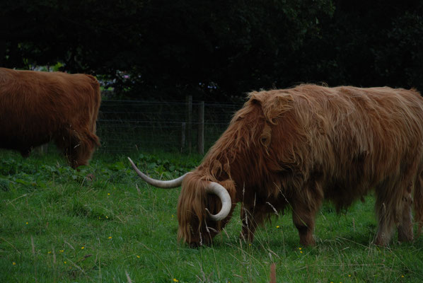 Schottland, Highlandrinder