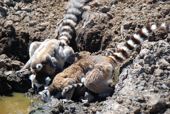 Madagaskar, Anja-Lemurenreservat, Kattas