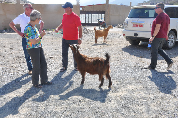 Oman, Begegnung mit Ziegen