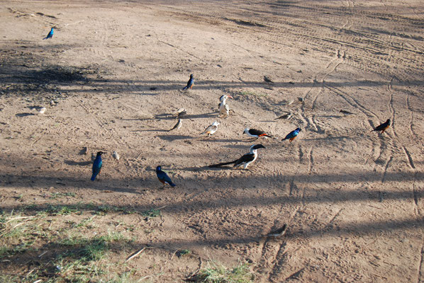 Serengeti Nationalpark, Vögel