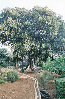 Malta, San Anton Garten