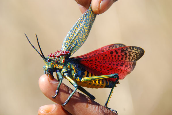 Madagaskar, Andringitra Naionalpark, Heuschrecke, Phymateus saxosus