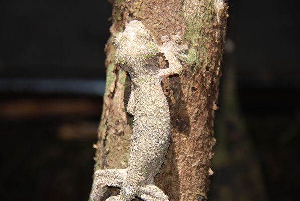 Madagaskar, Zoo Nähe Andasibe Nationalpark, Geckos