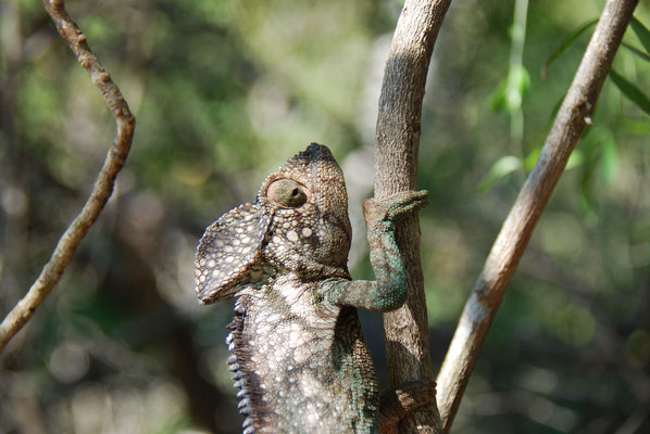 Madagaskar, Ranohira, Isalo Nationalpark, Riesenchamäleon