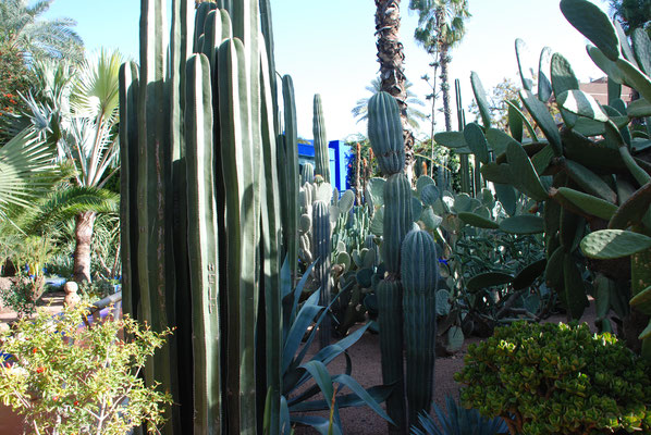 Marokko, Marrakesch, Besuch der Majorelle Gärten