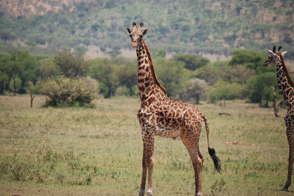 Serengeti Nationalpark, Massaigiraffen