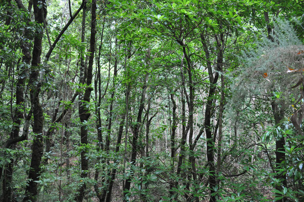 Madeira, Wanderung Levada do Furado