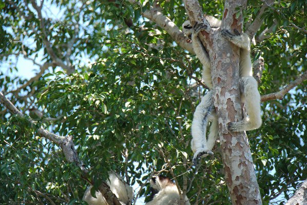 Madagaskar, Zumbize Nationalpark,  Kronen Sifakas