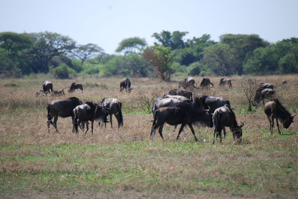 Serengeti Nationalpark, Gnus
