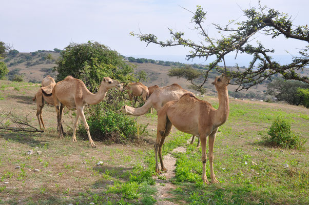 Oman, Salalah, Grabmal des Propheten Hiob mit Kamelen