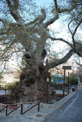 Griechenland: Insel Kreta, Größter Olivenbaum Kretas