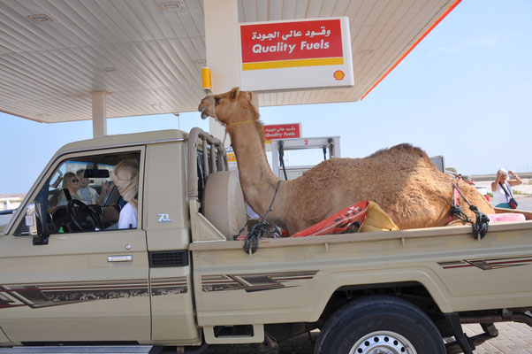 Oman, Kameltransport