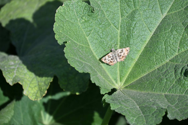 Turkmenistan, Konya Urgench, Ruinen der alten choresmischen Hauptstadt Gurgandsch