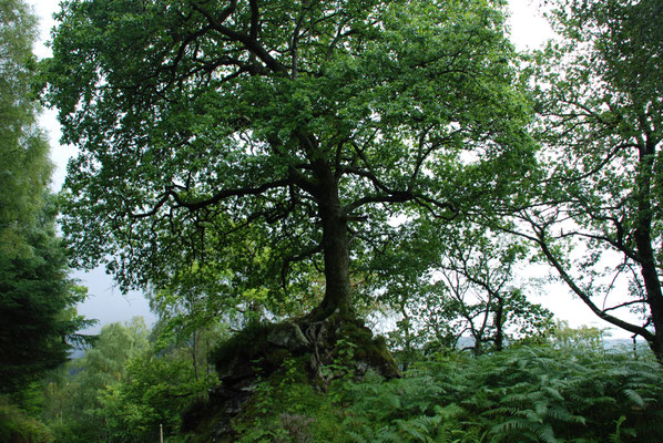 Schottland, Wanderung am Loch Katrin