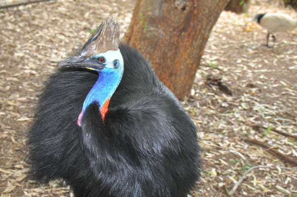 Featherdale Tierpark , Helmkasuar