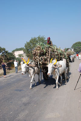 Indien,  Ochsenkarren 