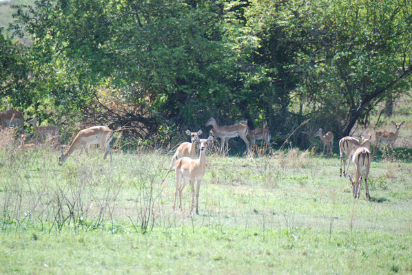 Serengeti Nationalpark, Impalas oder Schwarzfersenantilope
