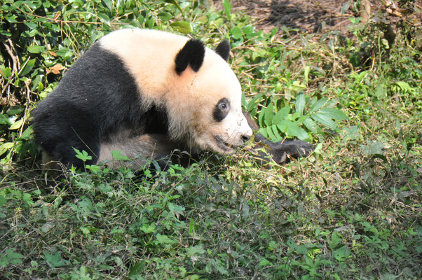 China, Chongqing, Zoo, großer Panda