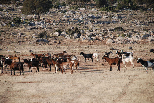 Griechenland: Treffen mit einer Ziegenherde