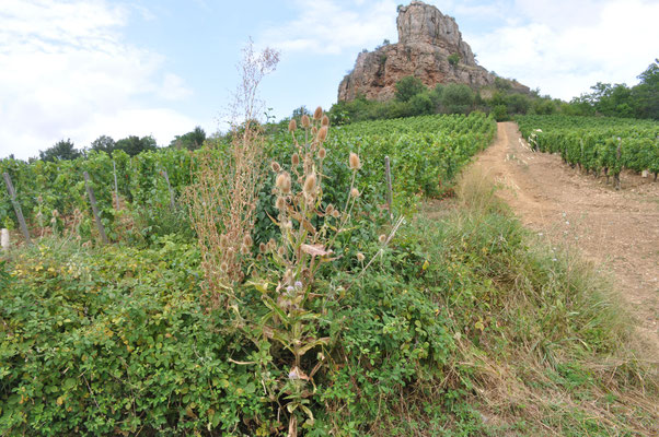 Frankreich, Solutre-Pouilly