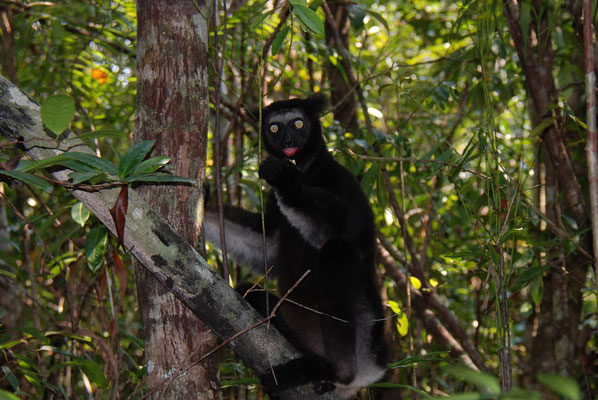 Madagaskar, Akanin ny Nofy, Besuch des Reservates Palmarium,  Indri Indri, größte Lemurenart