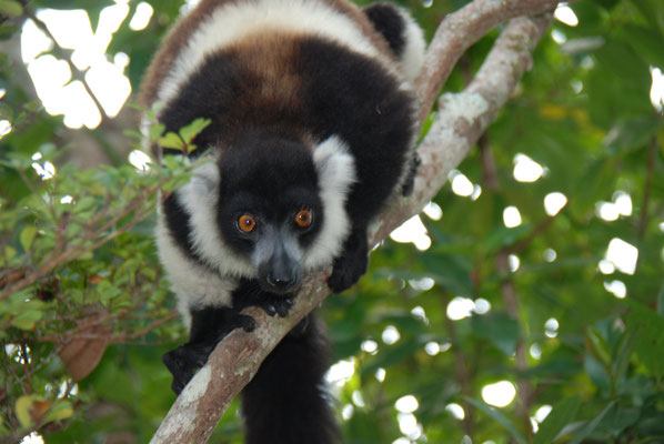 Madagaskar, Akanin ny Nofy, Besuch des Reservates Palmarium, Schwarzweiß Varis