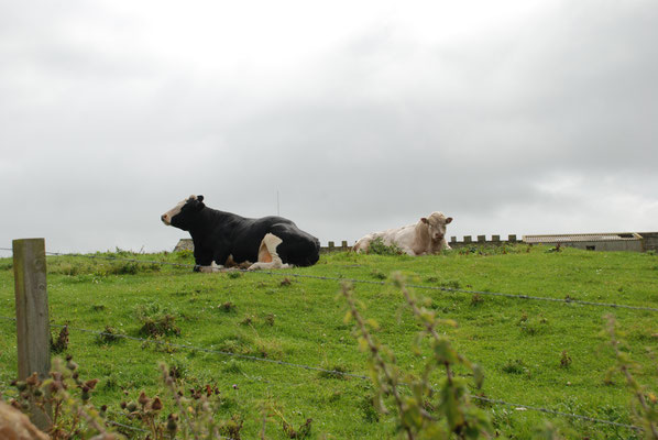 Schottland, Orkney Insel 