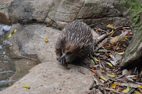 Featherdale Tierpark, Kurzschnabeligel