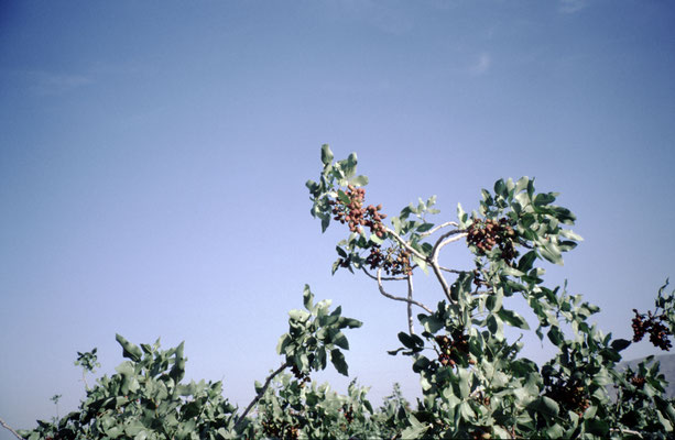 Iran, Mandelbaumplantage