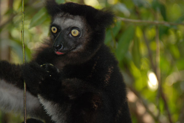 Madagaskar, Akanin ny Nofy, Besuch des Reservates Palmarium,  Indri Indri, größte Lemurenart