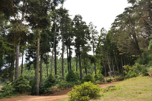 Madeira, Wanderung Levada do Furado