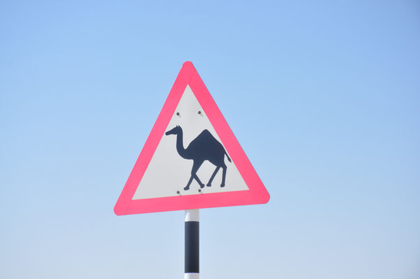 Oman, Achtung Kamele